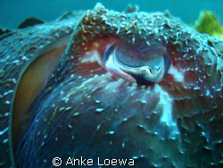 I got a really close up shot of a cuttle fish. HE changed... by Anke Loewa 